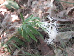 صورة Dianthus superbus subsp. stenocalyx (Trautv.) Kleopow