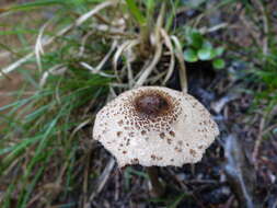 Image of Macrolepiota clelandii Grgur. 1997