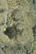 Image of China Clam