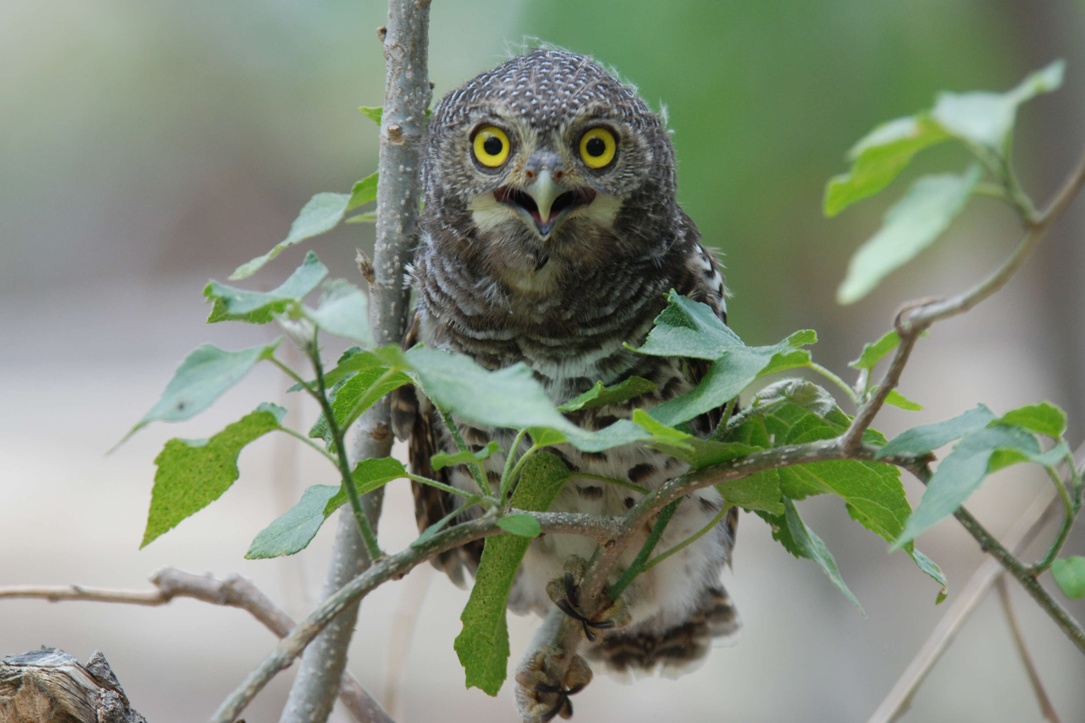 Image of African Barred Owlet