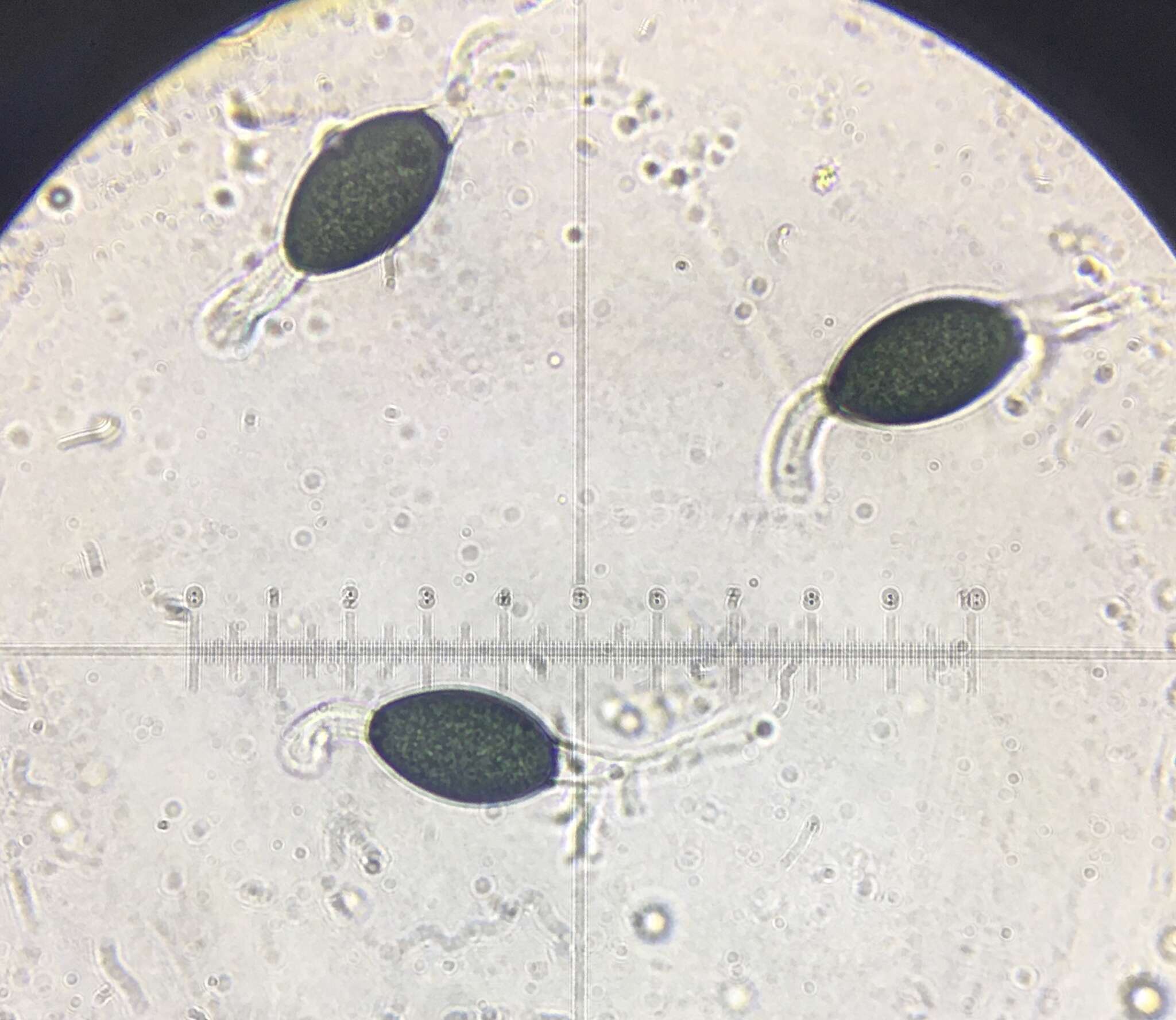 Image of Podospora pleiospora (G. Winter) Niessl 1883