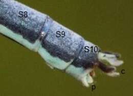 Image of Springwater Sprite