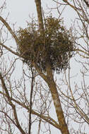 Image of European mistletoe