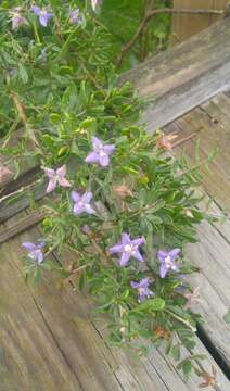 Image of Carolina desert-thorn