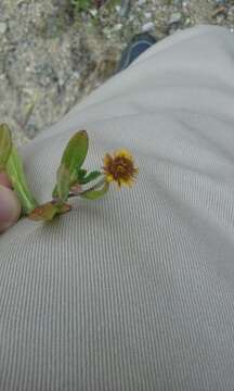 Image of Spanish False Fleabane