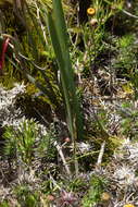 Image of Gladiolus miniatus Eckl.