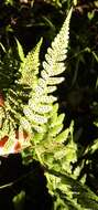 Imagem de Dryopteris inaequalis (Schltdl.) O. Kuntze