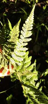 Image of Dryopteris inaequalis (Schltdl.) O. Kuntze