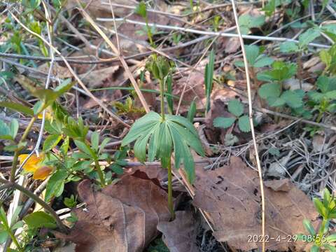 Plancia ëd Eranthis stellata Maxim.