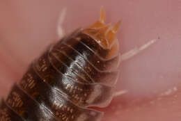 Image of Cylisticidae