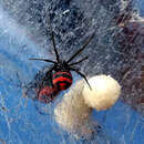 Plancia ëd Latrodectus corallinus Abalos 1980