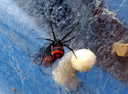 Plancia ëd Latrodectus corallinus Abalos 1980