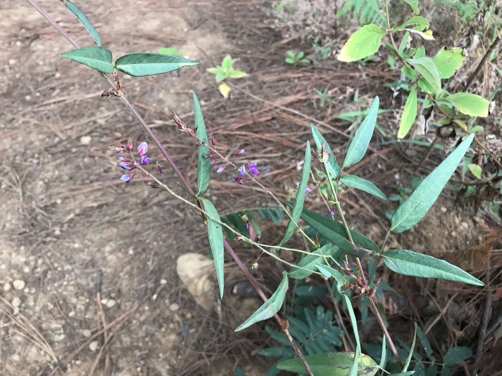 Image of Desmodium cordistipulum Hemsl.