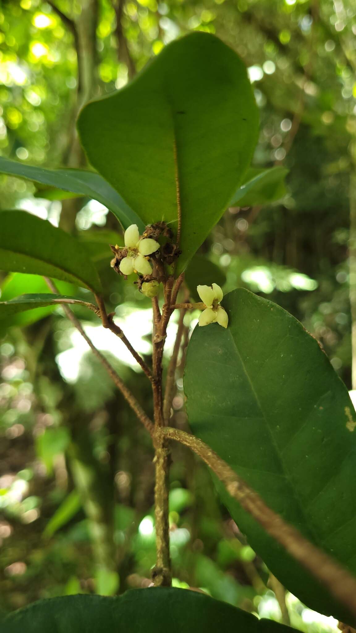 Image of Esenbeckia grandiflora Mart.