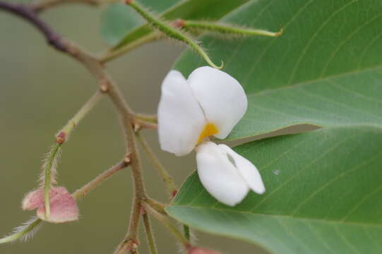 صورة Baphia massaiensis Taub.