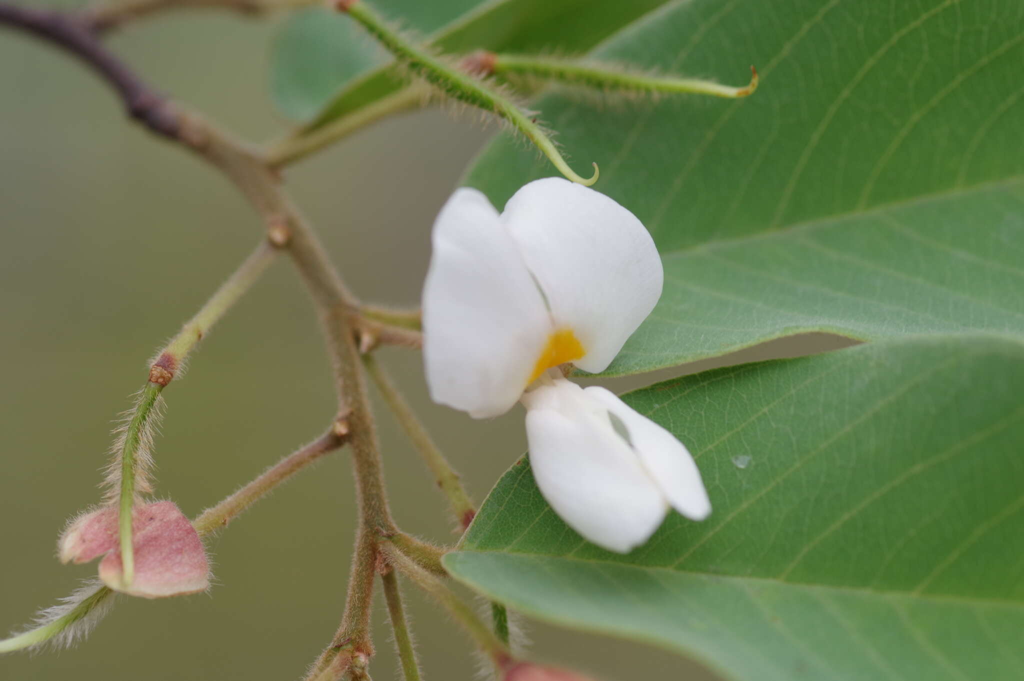 Image of Baphia massaiensis Taub.