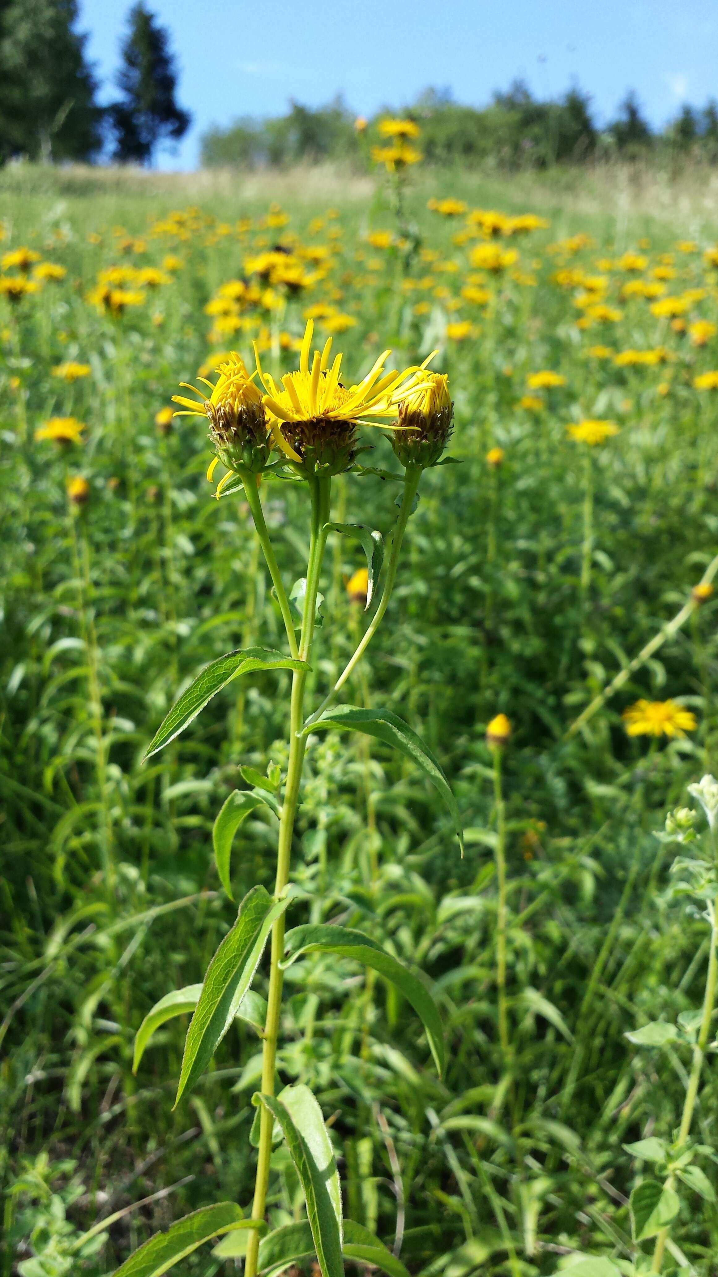 Image of Inula salicina