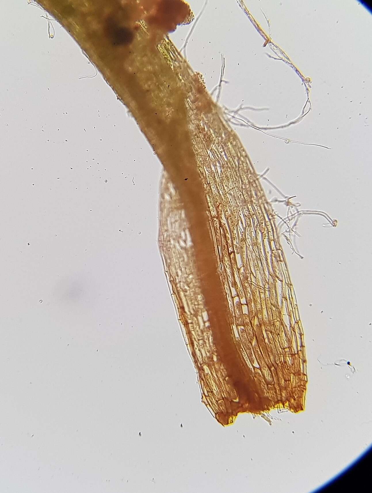 Image of orthodontium moss