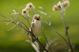 Image of Blyth's Reed Warbler