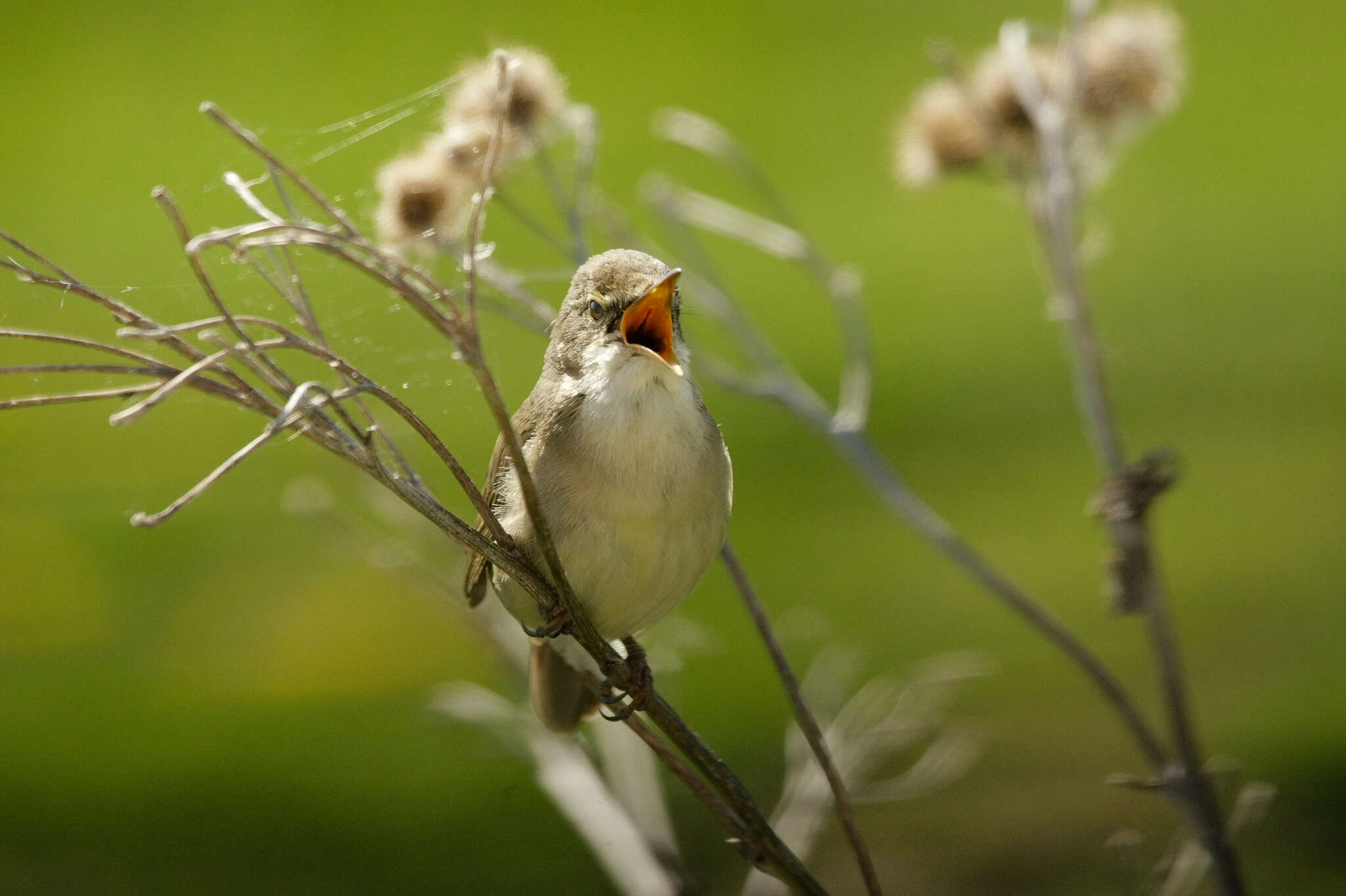 Image of Blyth's Reed Warbler