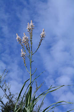 Image of Asphodelus aestivus Brot.