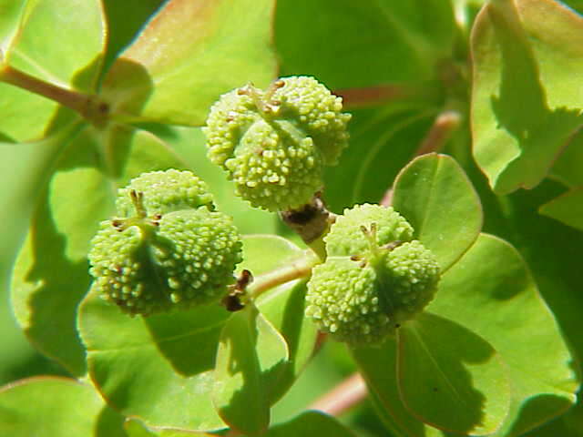 Image of Marsh Spurge