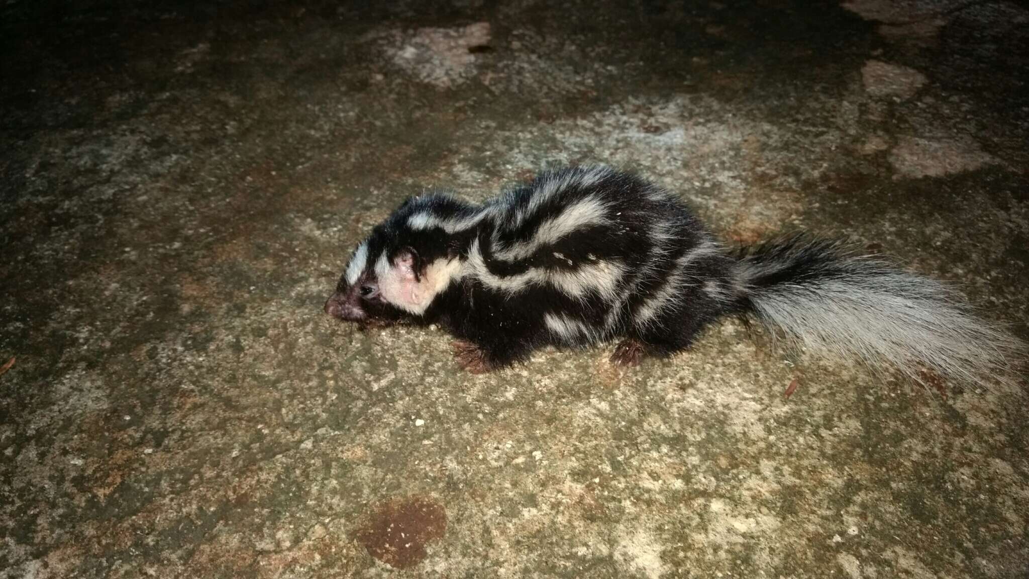 Image of Southern Spotted Skunk