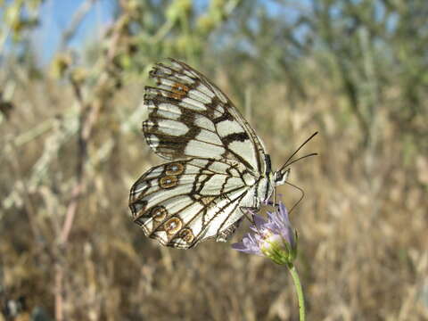 Image of Melanargia ines Hoffmannsegg 1804