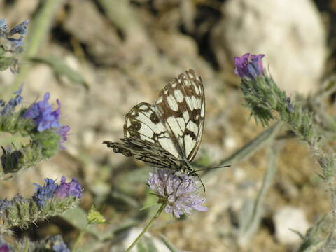 Image of Melanargia ines Hoffmannsegg 1804