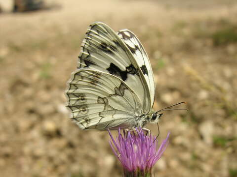 Image of Iberian Marbled White