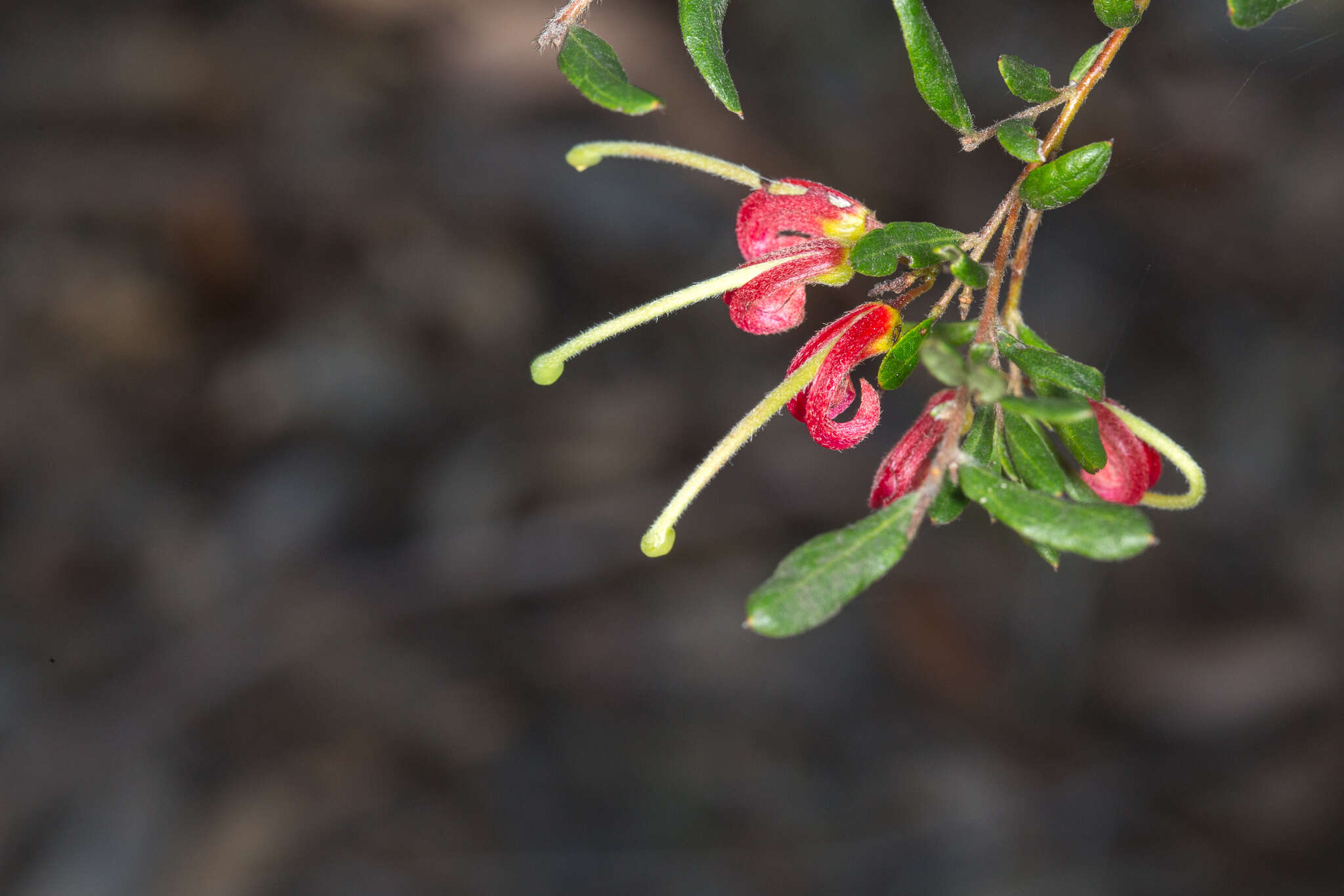 Image of Grevillea banyabba P. M. Olde & N. R. Marriott