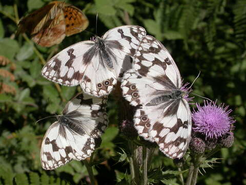 Imagem de Melanargia lachesis Hübner 1790