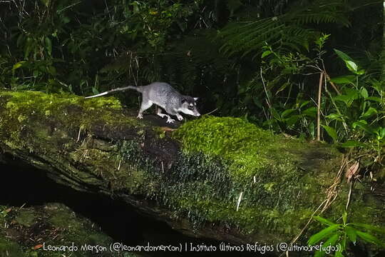 Image of Southeastern Four-eyed Opossum