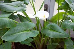 Image of Arum lily