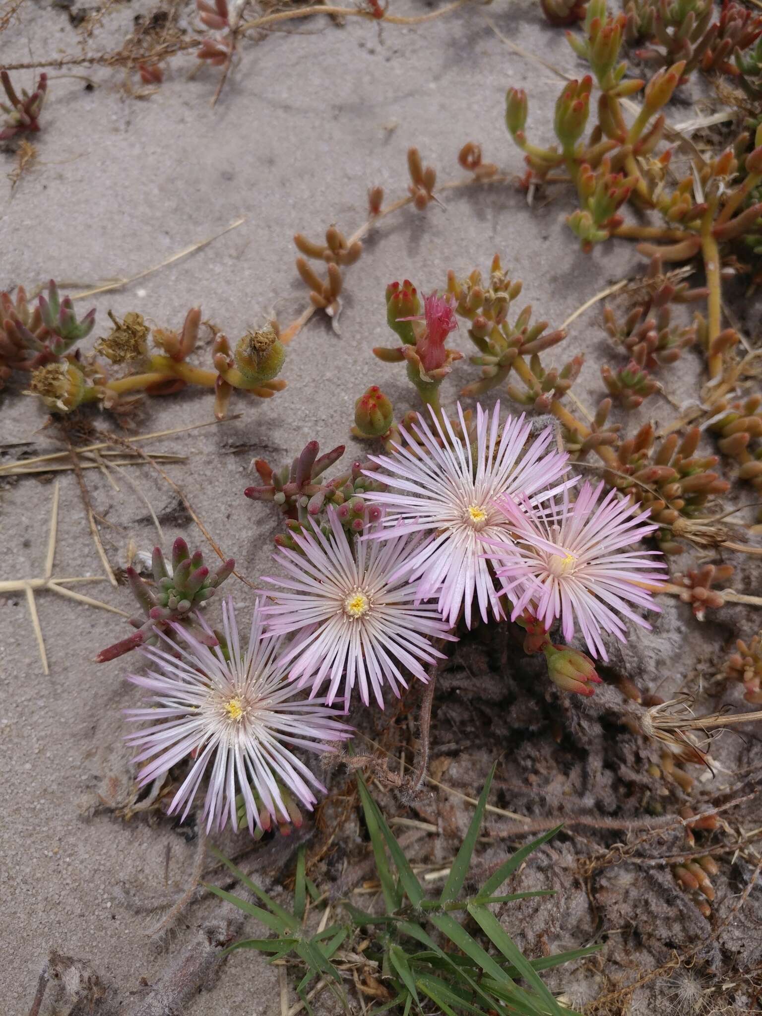 Image of Mesembryanthemum canaliculatum Haw.