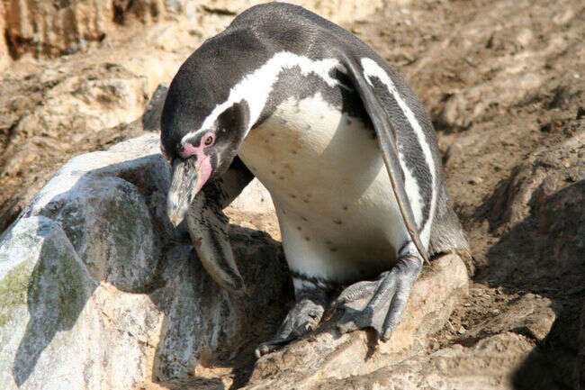 Image of Humboldt Penguin