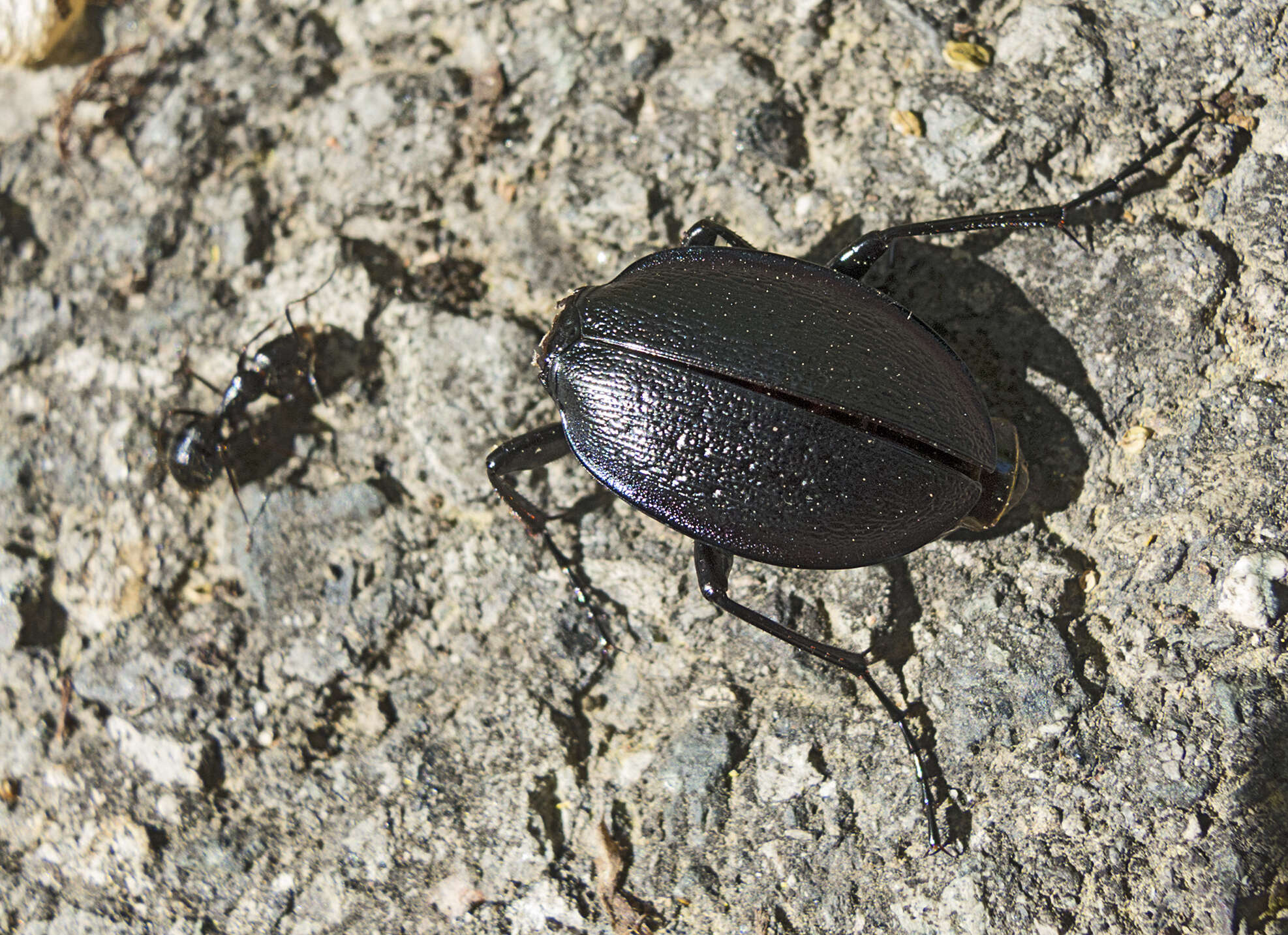 Image of Carabus (Archicarabus) wiedemanni Ménétriés 1836