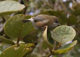 صورة Zosterops borbonicus (Forster & JR 1781)