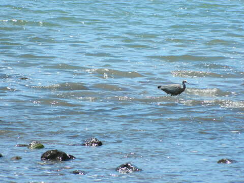 Image of White-faced Heron