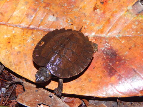 Image of Asian Leaf Turtle