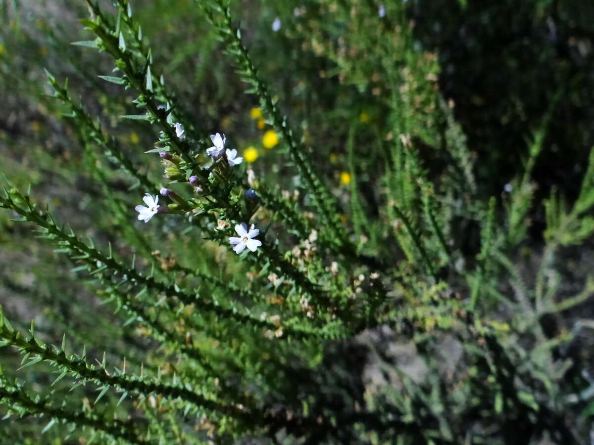 صورة Junellia seriphioides (Gillies & Hook.) Moldenke