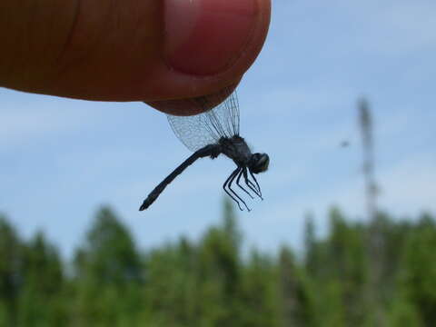 Nannothemis Brauer 1868 resmi