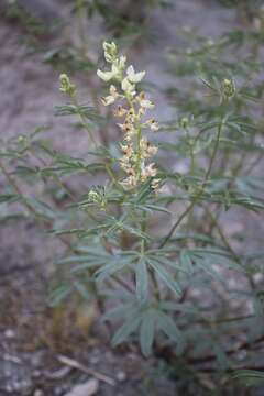 Image of narrowflower lupine