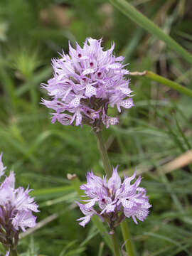 Image of Neotinea tridentata subsp. commutata (Tod.) R. M. Bateman, Pridgeon & M. W. Chase