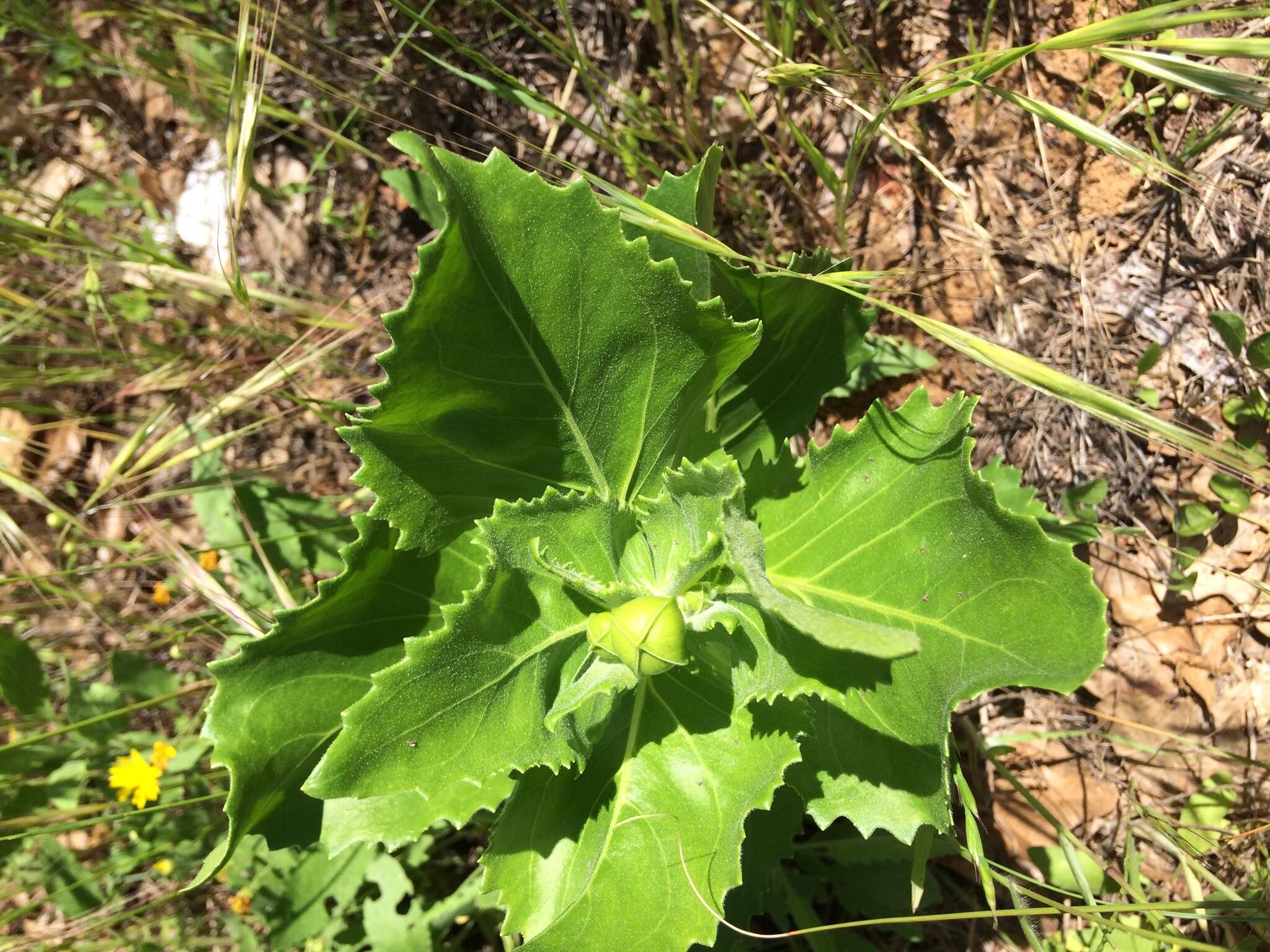 Image of Louisiana nerveray