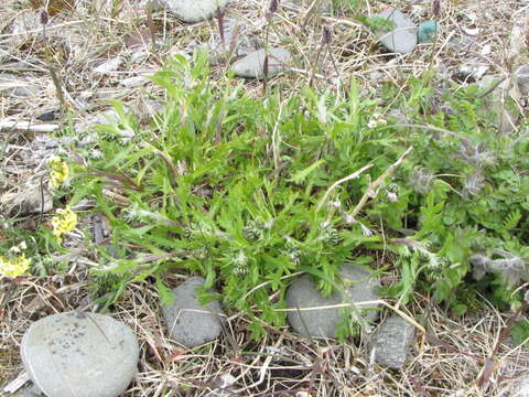 Image de Artemisia norvegica subsp. saxatilis (Bess.) H. M. Hall & Clem.