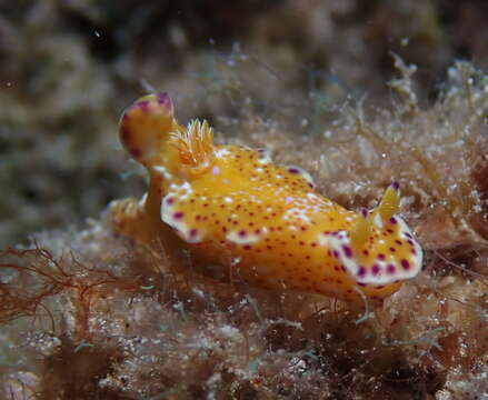 Image of Purple edged yellow spot slug