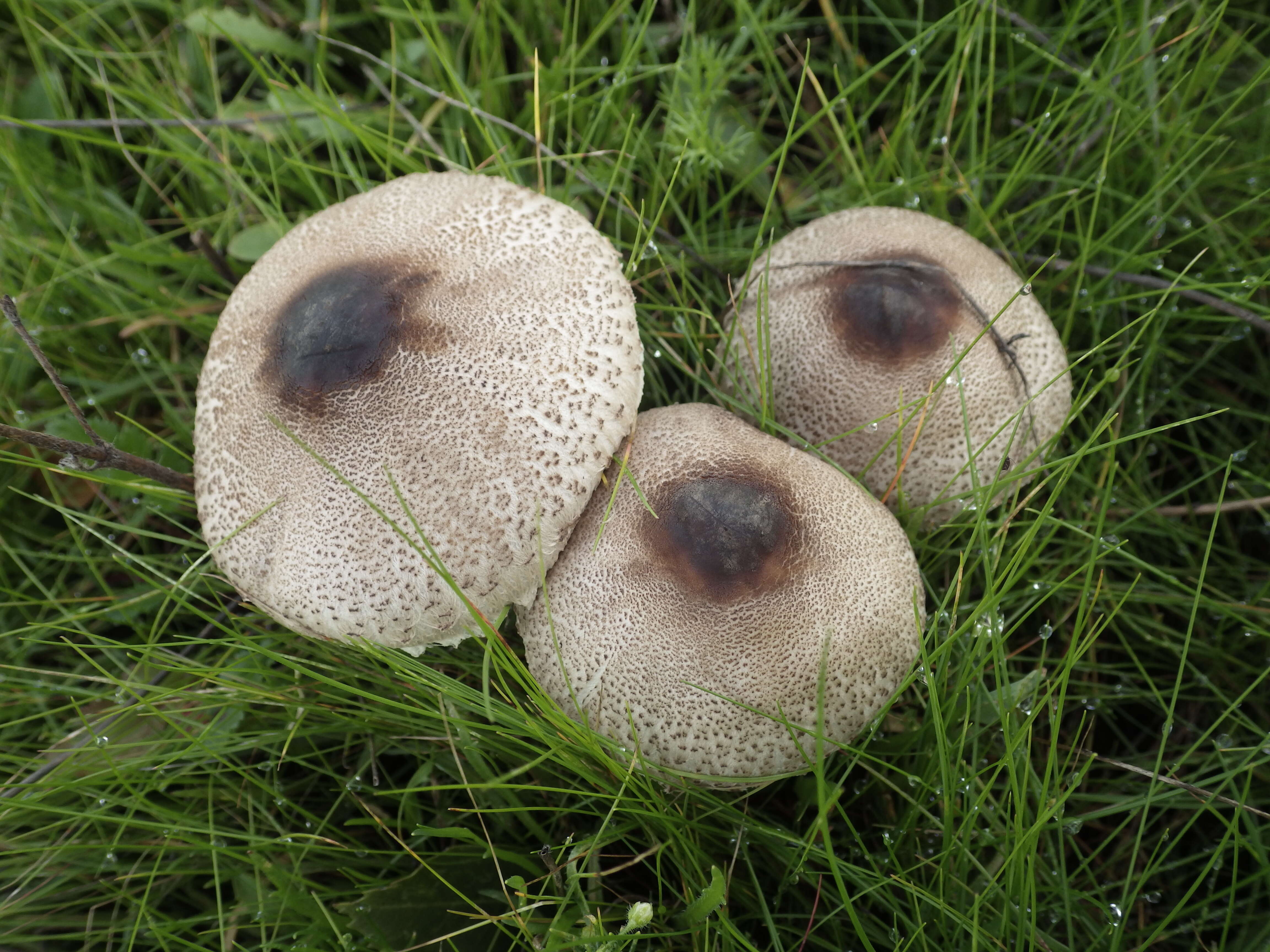 Слика од Macrolepiota phaeodisca Bellù 1984