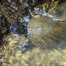 Image of Beale's Eyed Turtle