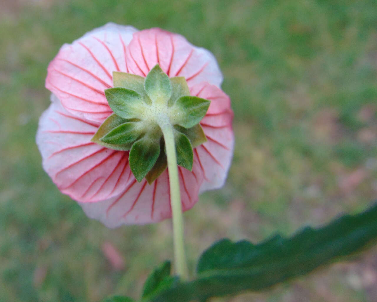 Imagem de Pavonia hastata Cav.